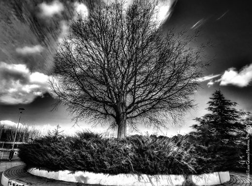 Las raíces del cielo