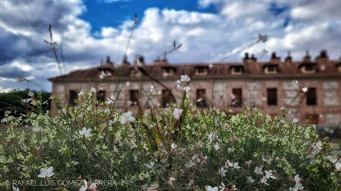 Escasez de plantas
